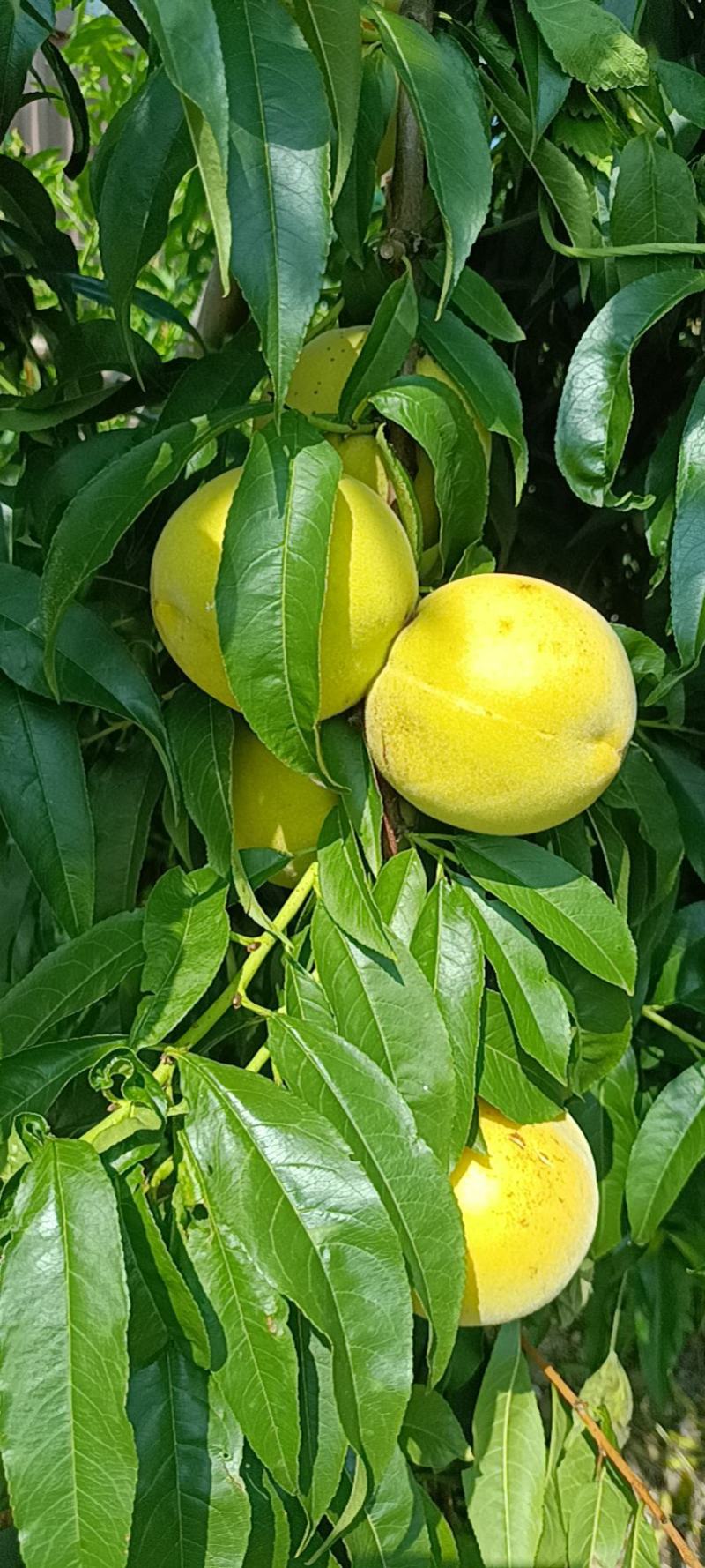 桃
