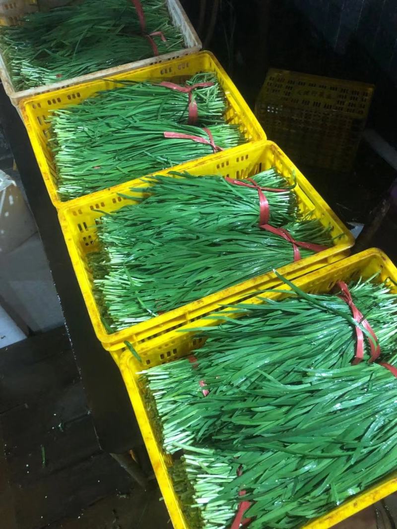 广东大叶韭菜货源稳定长期供应精品韭菜质量保证