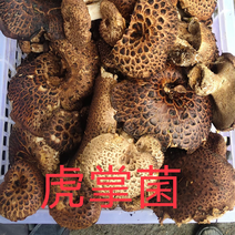 四川甘孜藏族自治州高原新鲜野生虎掌菌，品质好。