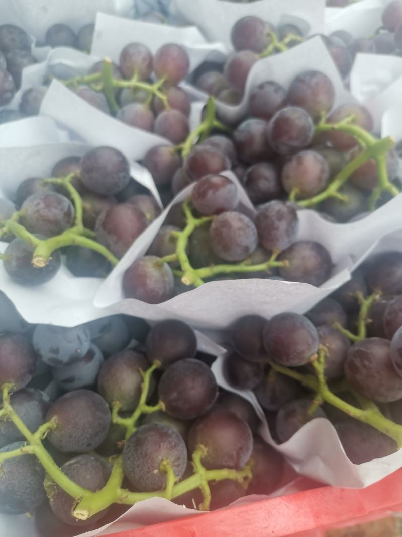 大粒葡萄藤稔葡萄大量上市山东发货价格便宜葡萄
