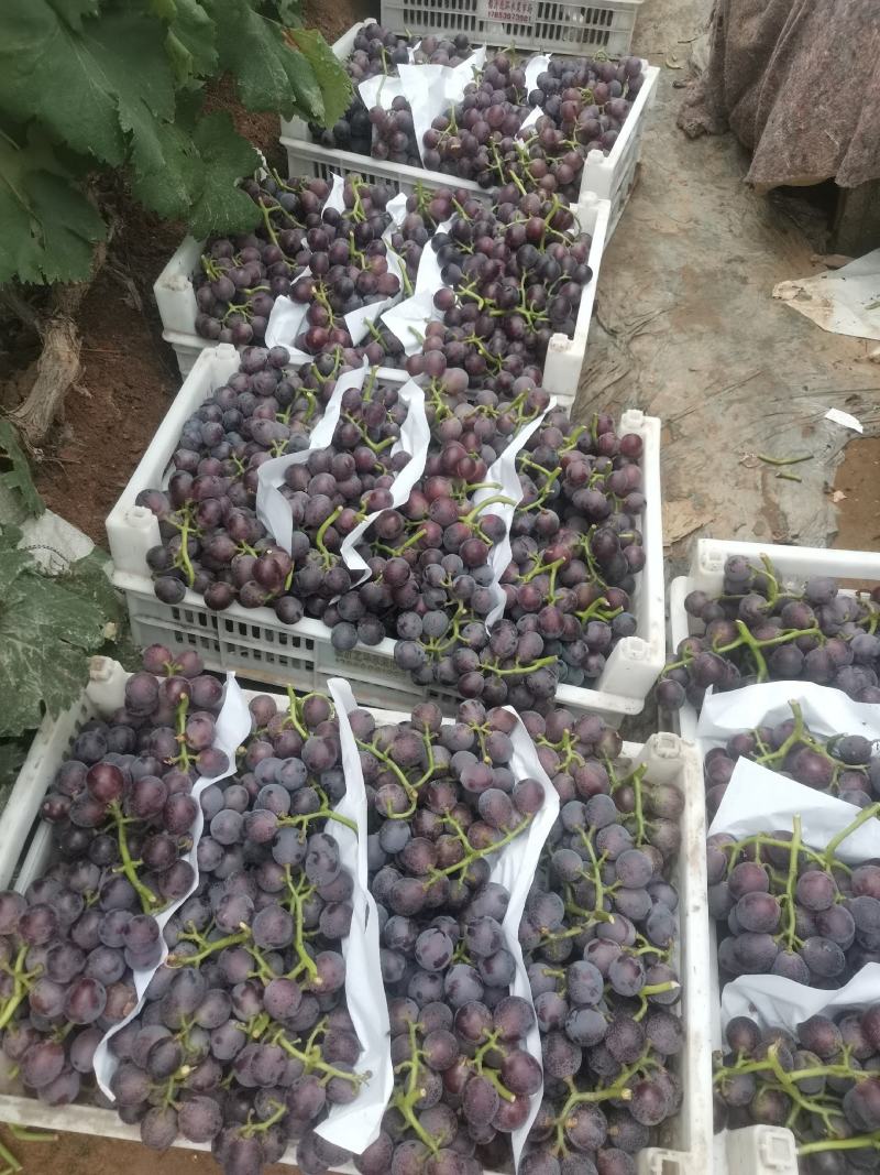 大粒葡萄藤稔葡萄大量上市山东发货价格便宜葡萄