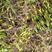 出售云南怒江峡谷水苔藓，石斛，石橄榄，蜂蜜，化石草，兰花