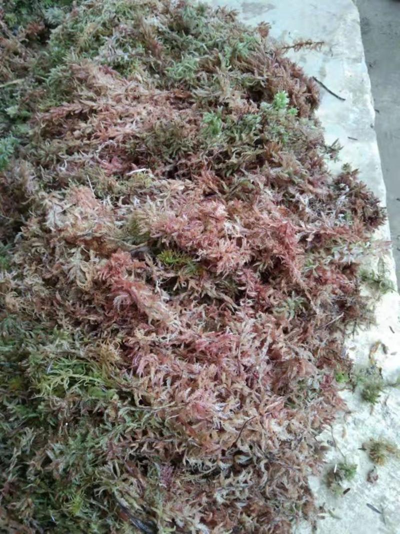 出售云南怒江峡谷水苔藓，石斛，石橄榄，蜂蜜，化石草，兰花