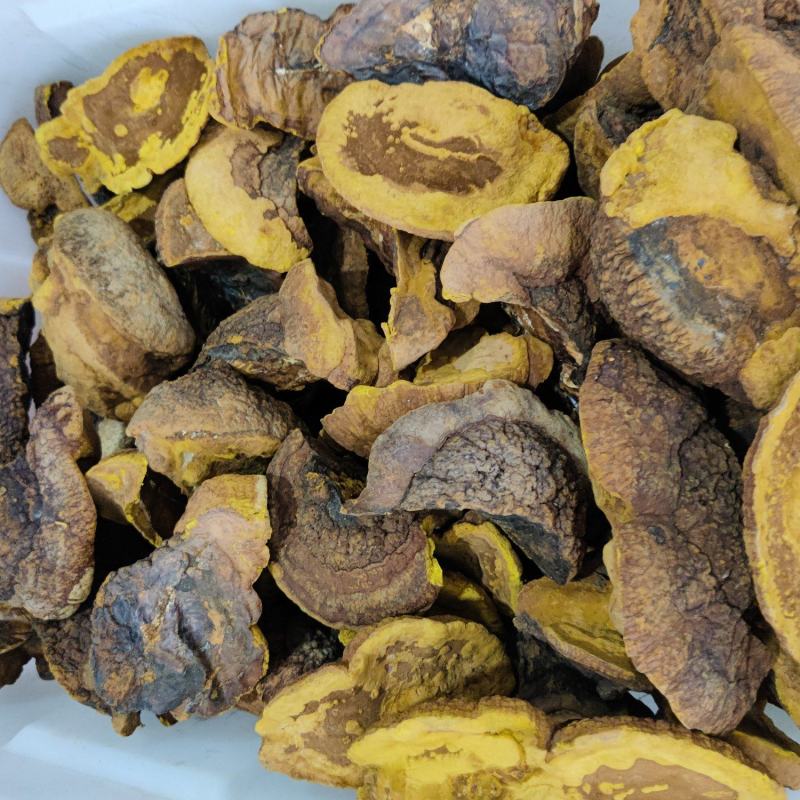 西藏桑树桑黄中药材山货泡酒林芝桑黄