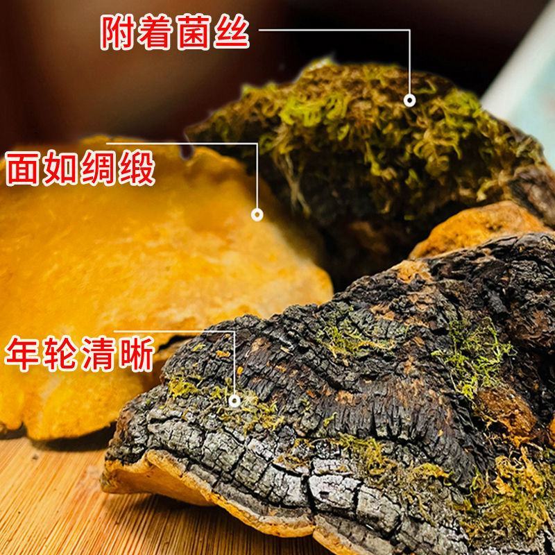 西藏桑树桑黄中药材山货泡酒林芝桑黄