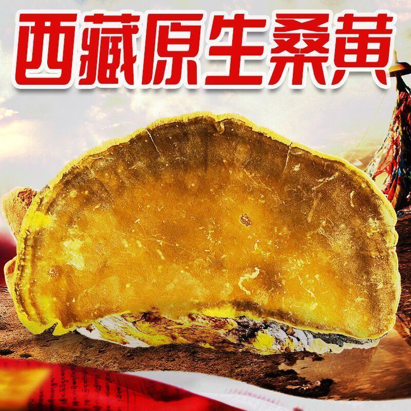 西藏桑树桑黄中药材山货泡酒林芝桑黄