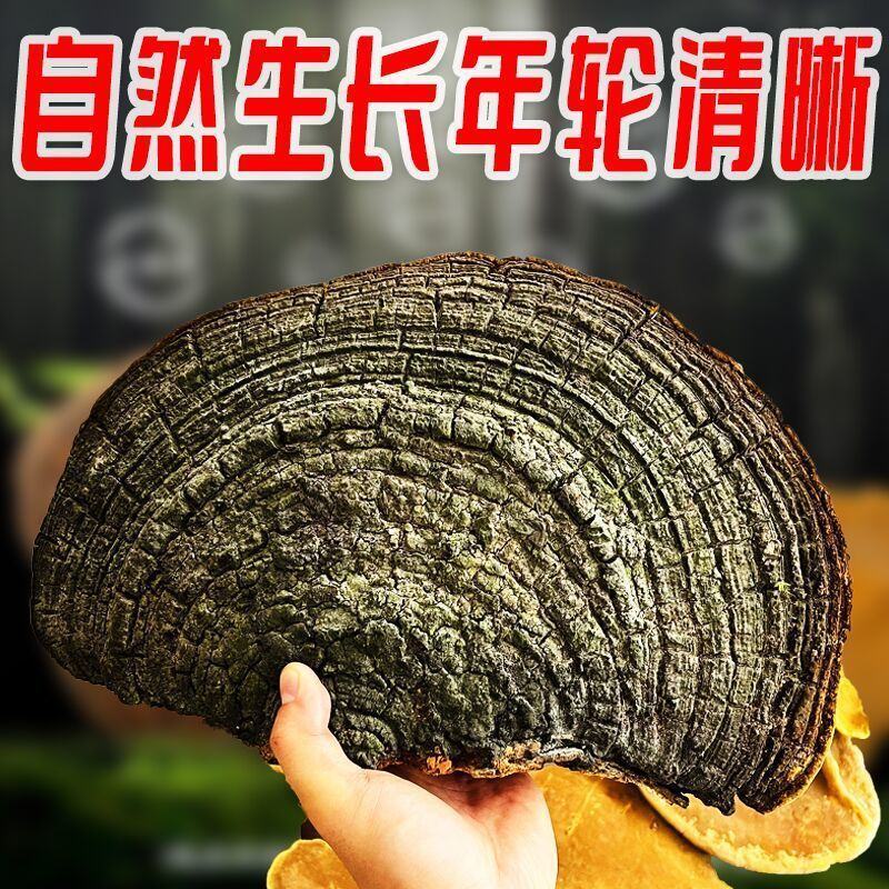 西藏桑树桑黄中药材山货泡酒林芝桑黄