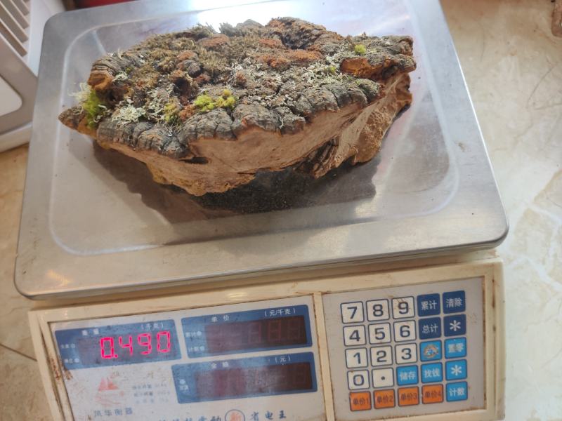 西藏桑树桑黄中药材山货泡酒林芝桑黄