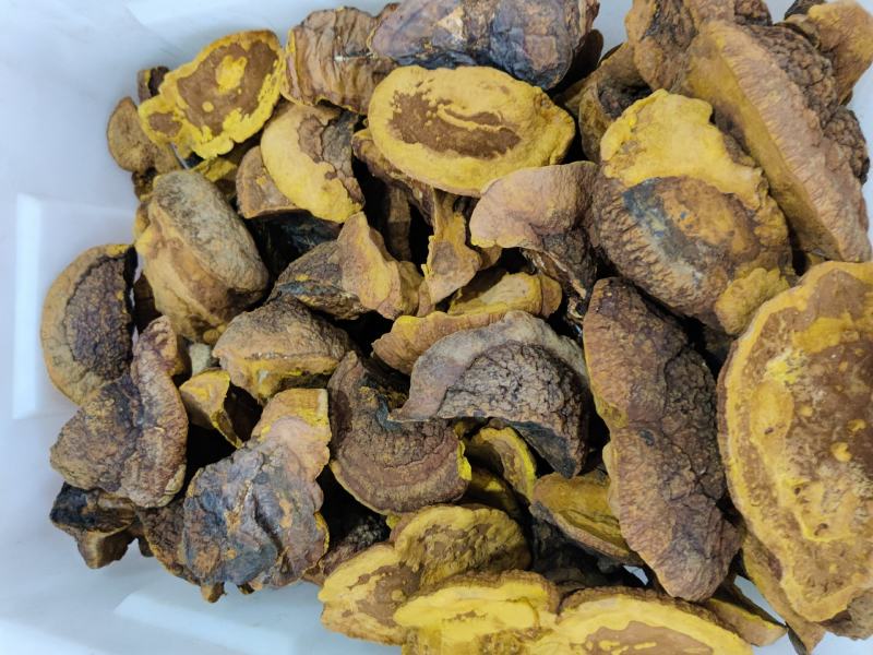 西藏桑树桑黄中药材山货泡酒林芝桑黄