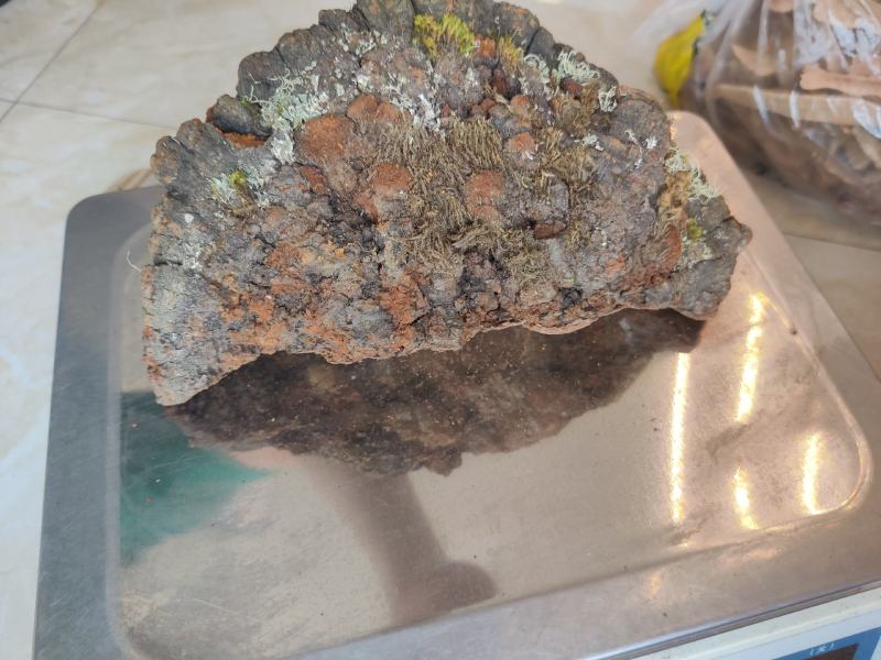 西藏桑树桑黄中药材山货泡酒林芝桑黄