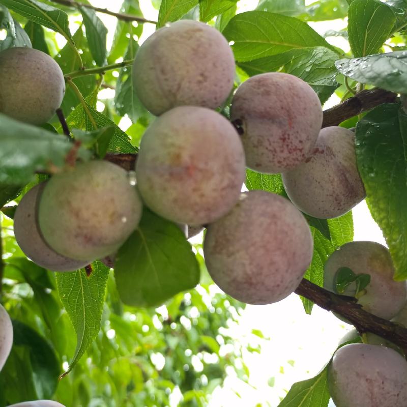 小脆红李