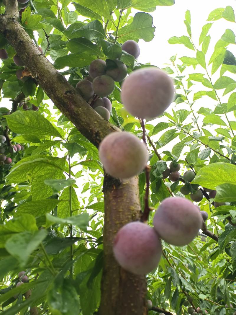 小脆红李