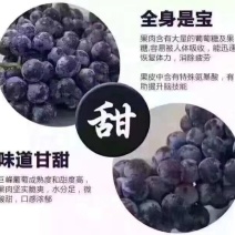 福安象环葡萄大量上市