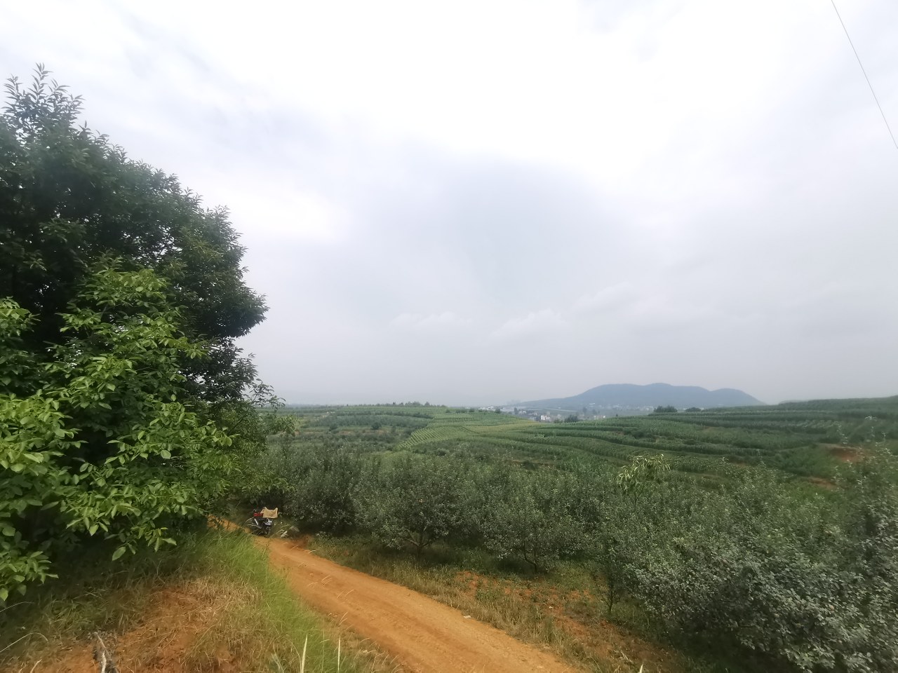 一片郁郁葱葱的山坡上整齐分布着油栗树,枝叶繁茂,部分果树已挂满带刺的栗果外壳,农民正在林间劳作,远处是连绵起伏的青山和薄雾缭绕的山谷,展现典型的南方山区农业景观 封开油栗成片种植的山地果园全景