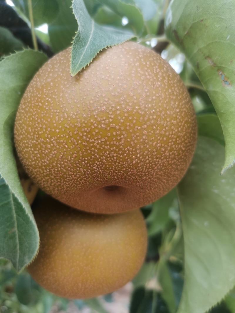 圆黄梨
