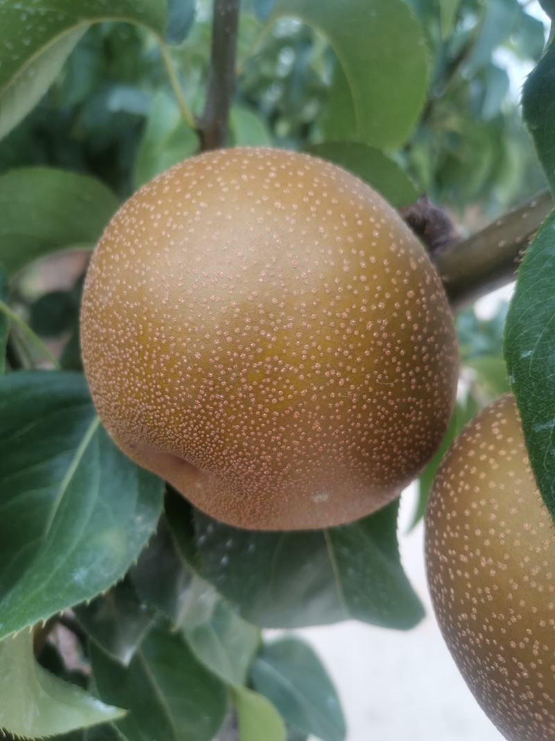 圆黄梨