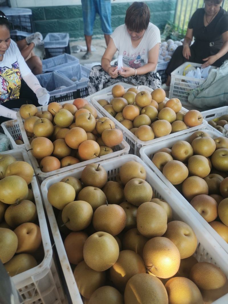 圆黄梨
