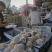 圆黄梨