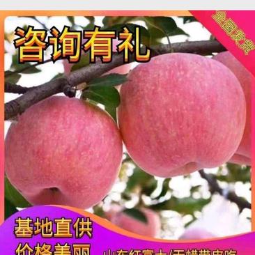 精品苹果脆甜多汁红富士苹果大量现货坏烂包赔全年供应