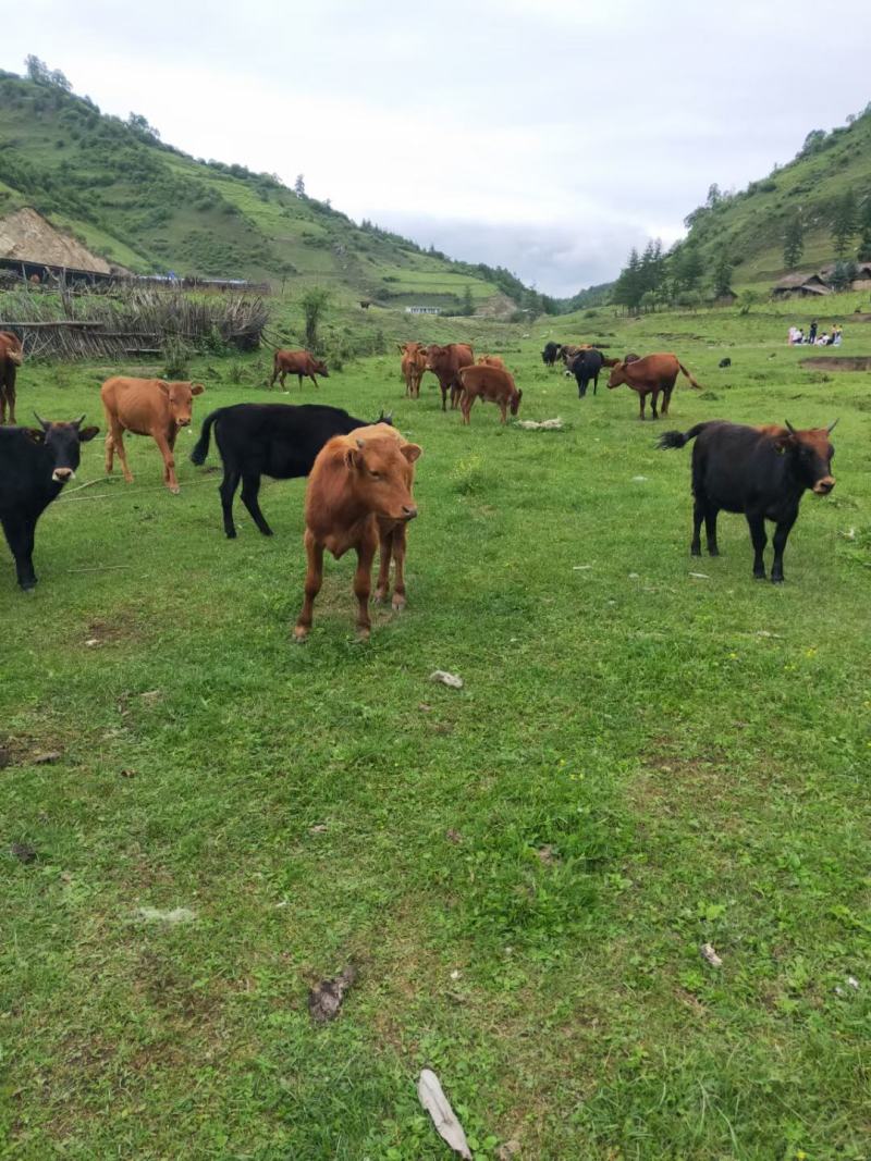 肉马，以装车，各种土牛，牛犊，马驹，驴，