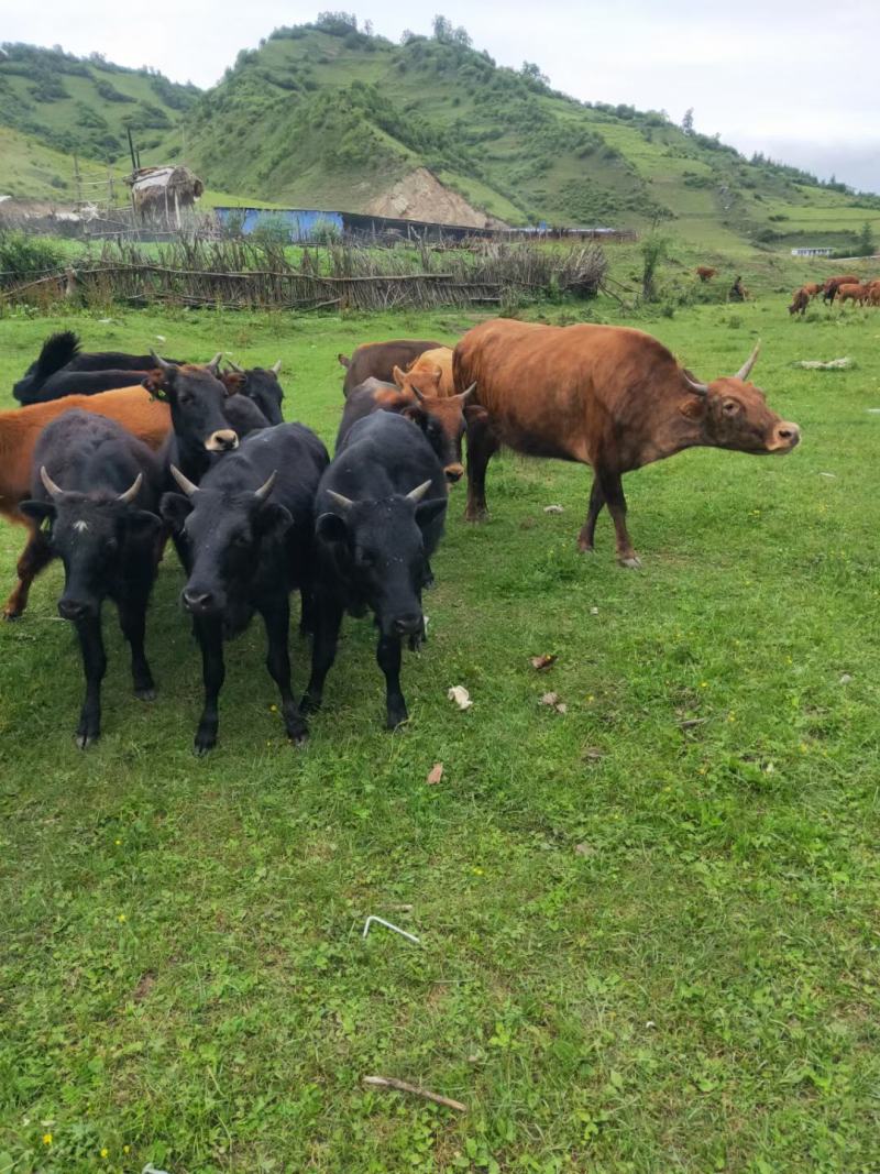 肉马，以装车，各种土牛，牛犊，马驹，驴，