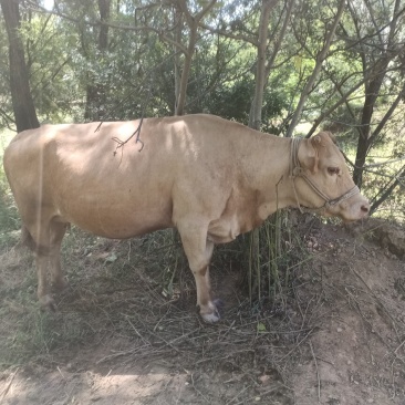 肉马，以装车，各种土牛，牛犊，马驹，驴，
