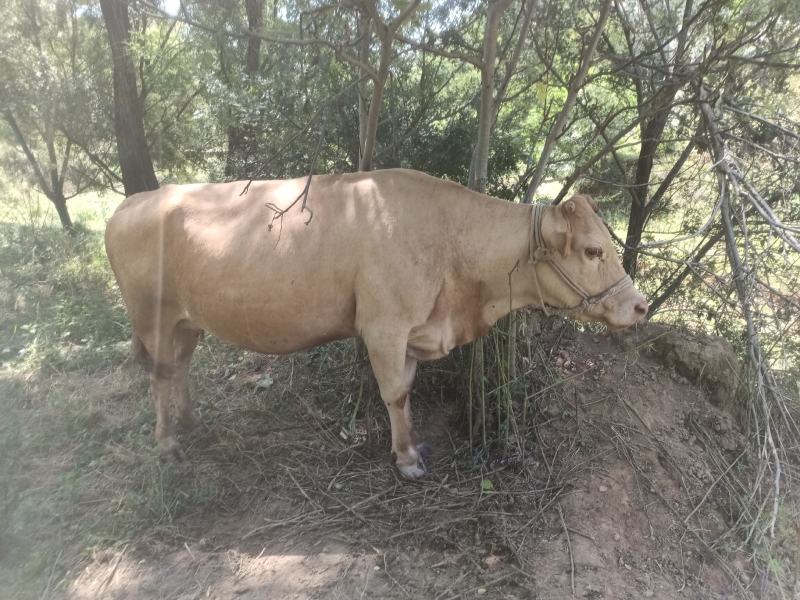 肉马，以装车，各种土牛，牛犊，马驹，驴，