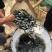 草鱼苗混子皖鱼一斤5尾左右冬片江苏常州