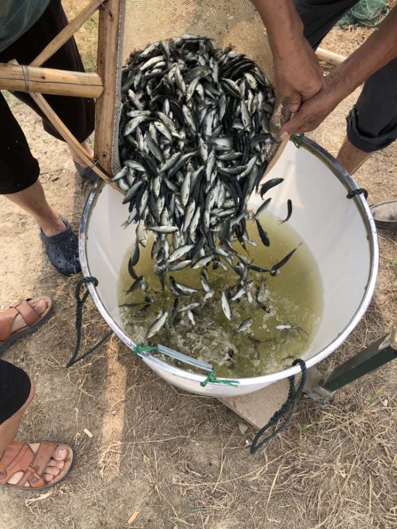 草鱼苗混子皖鱼一斤5尾左右冬片江苏常州