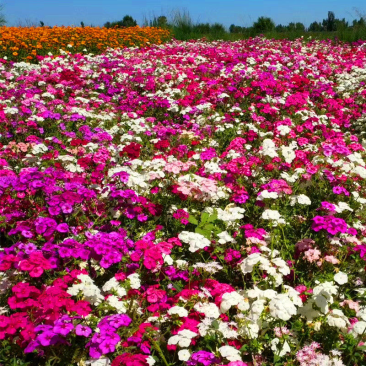 福禄考花种子丛生芝樱花五色梅阳台室内庭院四季开花种子花籽