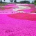 福禄考花种子丛生芝樱花五色梅阳台室内庭院四季开花种子花籽