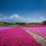 福禄考花种子丛生芝樱花五色梅阳台室内庭院四季开花种子花籽