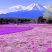 福禄考花种子丛生芝樱花五色梅阳台室内庭院四季开花种子花籽