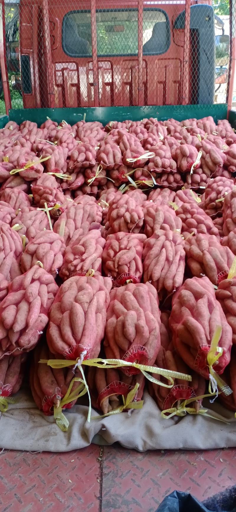 西瓜红蜜薯