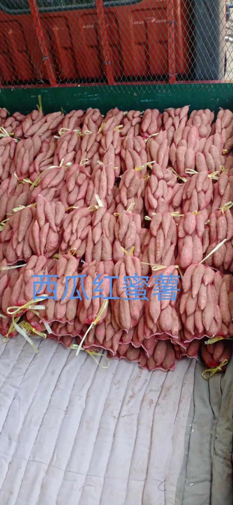 西瓜红蜜薯