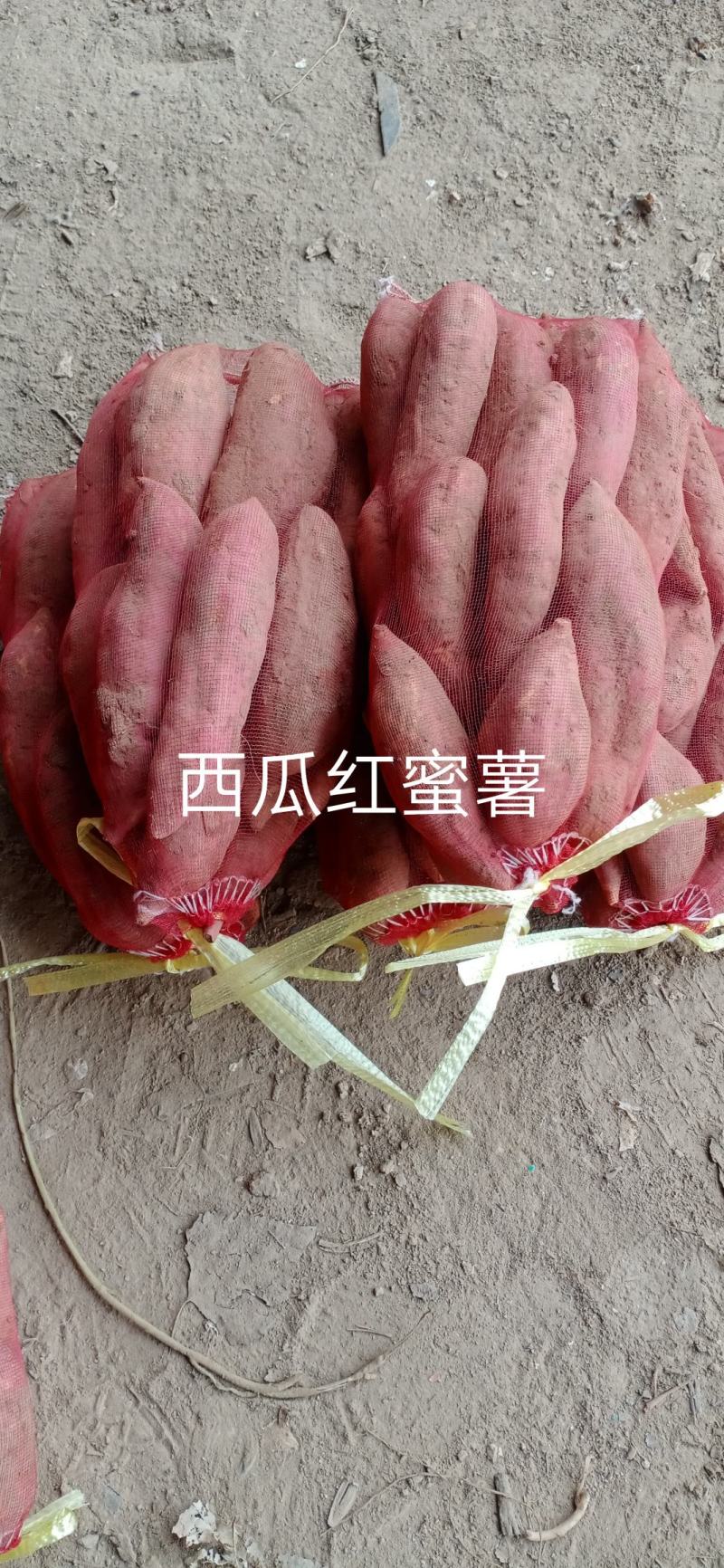 西瓜红蜜薯