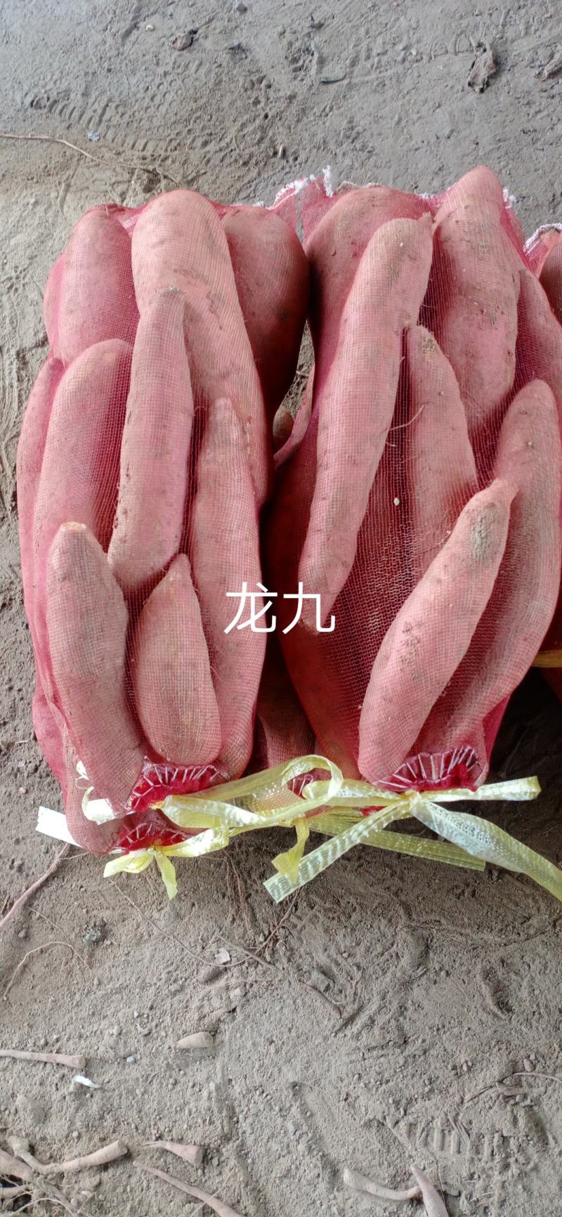 西瓜红蜜薯