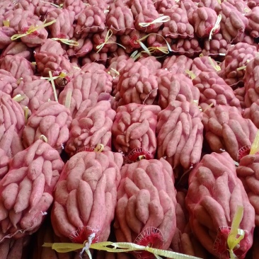西瓜红蜜薯