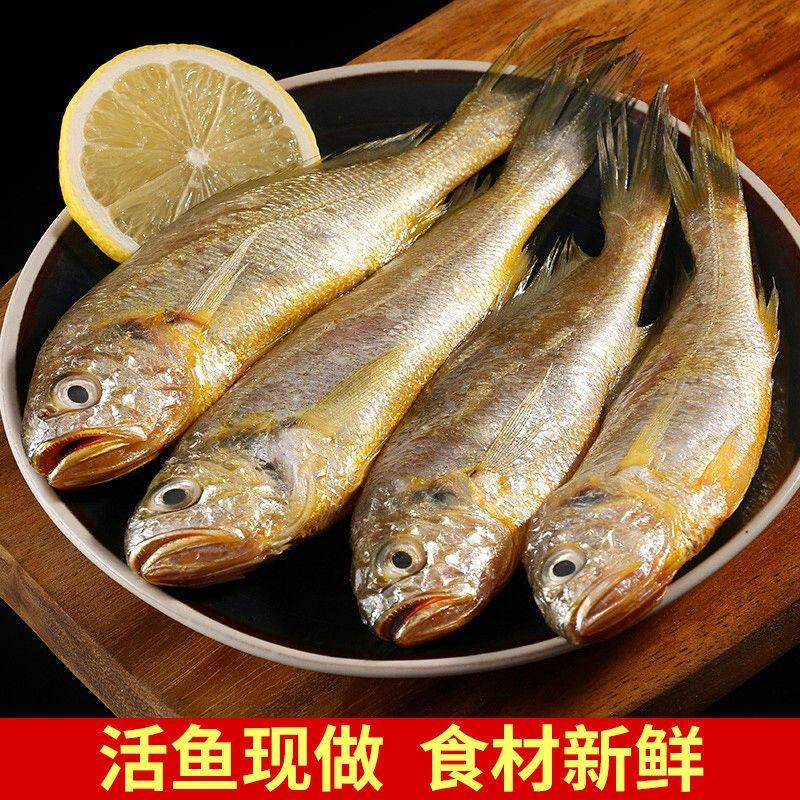 小黄鱼新鲜冷冻东海小黄花冰鲜小黄鱼海鲜黄鱼酒店烧烤专用