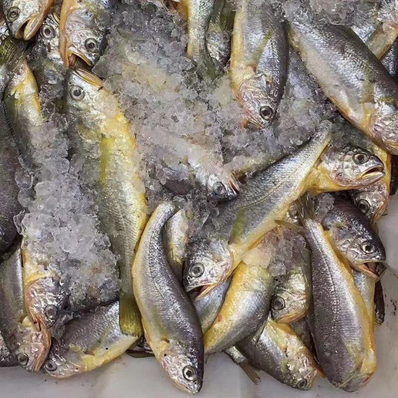 小黄鱼新鲜冷冻东海小黄花冰鲜小黄鱼海鲜黄鱼酒店烧烤专用