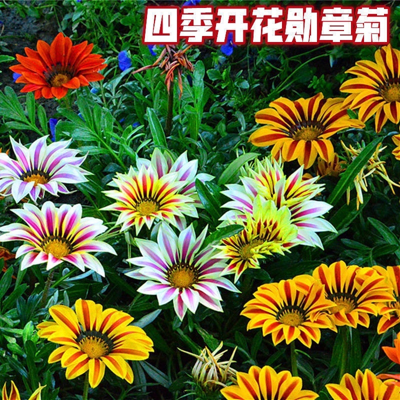 进口勋章菊种子春季易种春播室内阳台盆栽花草花卉种子