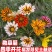 进口勋章菊种子春季易种春播室内阳台盆栽花草花卉种子