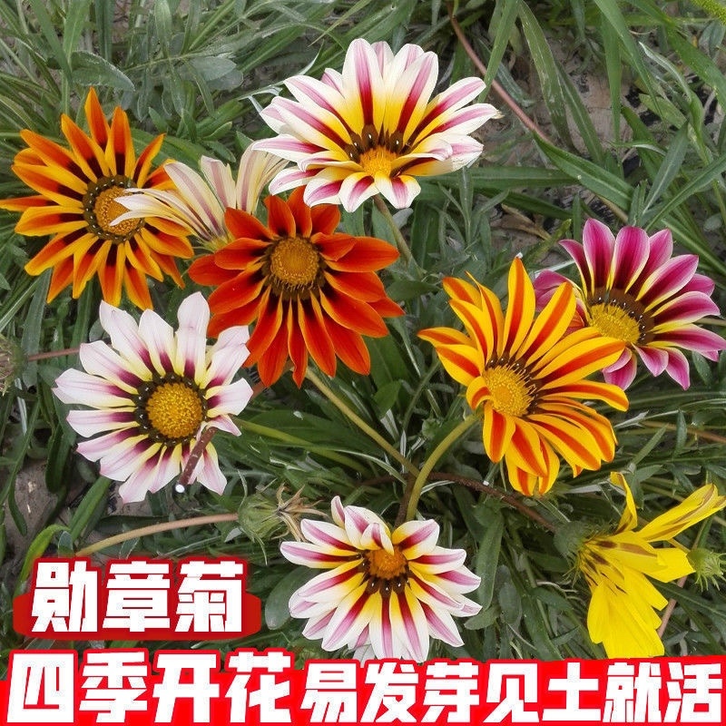 进口勋章菊种子春季易种春播室内阳台盆栽花草花卉种子