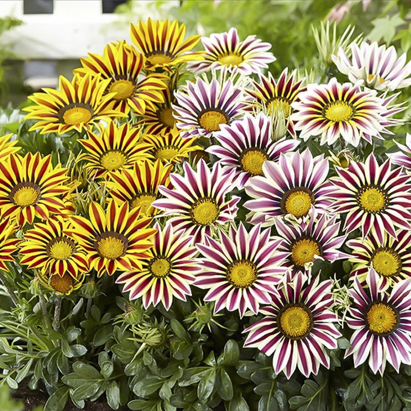 进口勋章菊种子春季易种春播室内阳台盆栽花草花卉种子