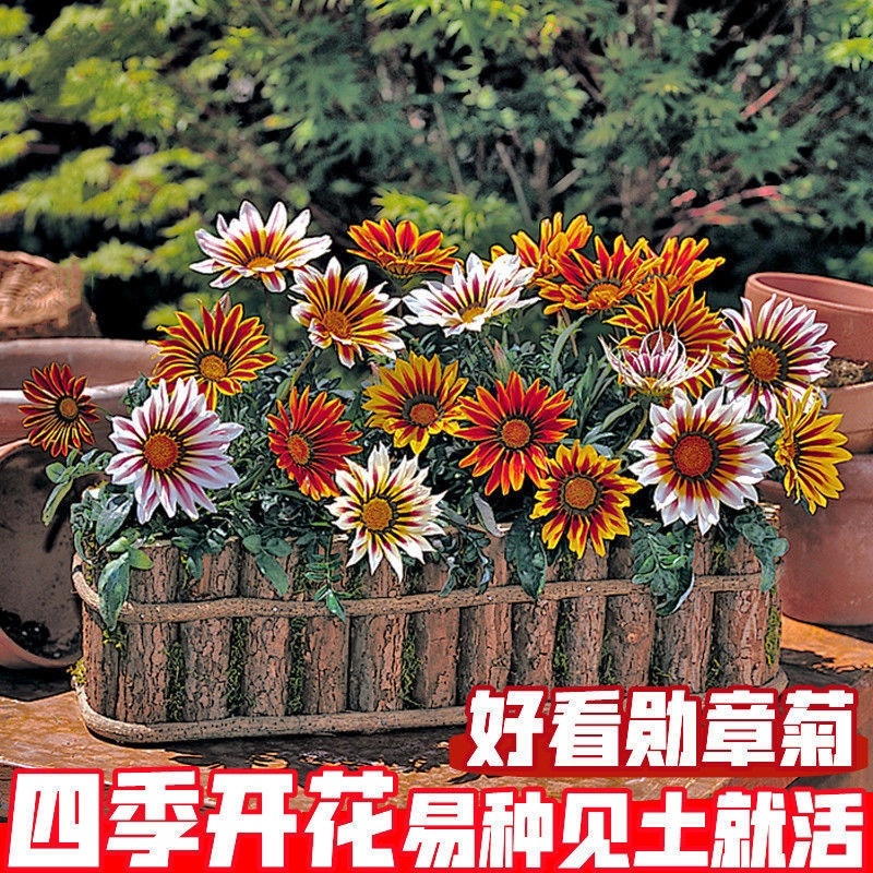 进口勋章菊种子春季易种春播室内阳台盆栽花草花卉种子