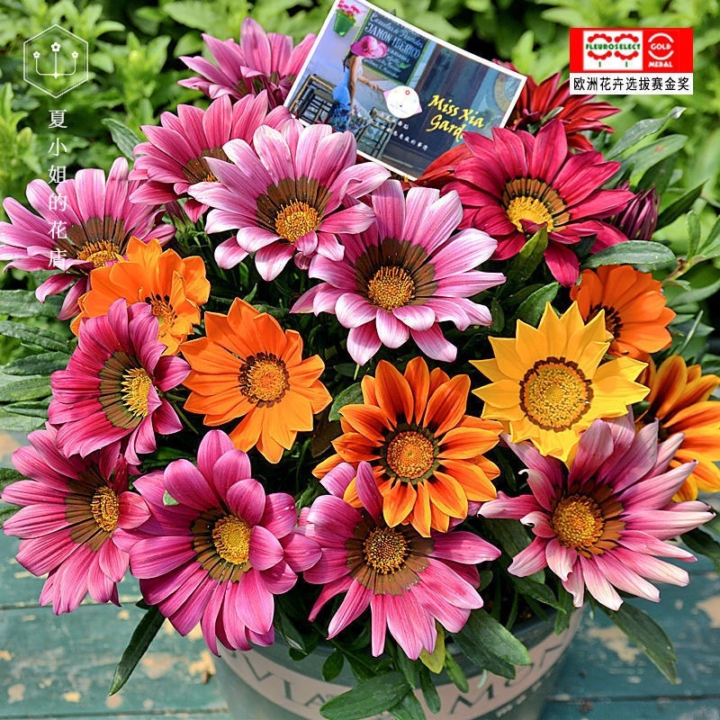 进口勋章菊种子春季易种春播室内阳台盆栽花草花卉种子