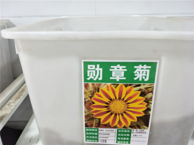 进口勋章菊种子春季易种春播室内阳台盆栽花草花卉种子