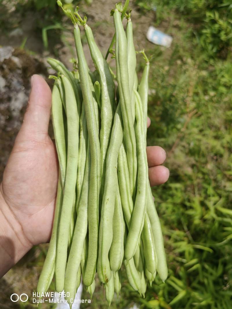 四季豆，湖南雪峰山优质四季豆……欢迎订购