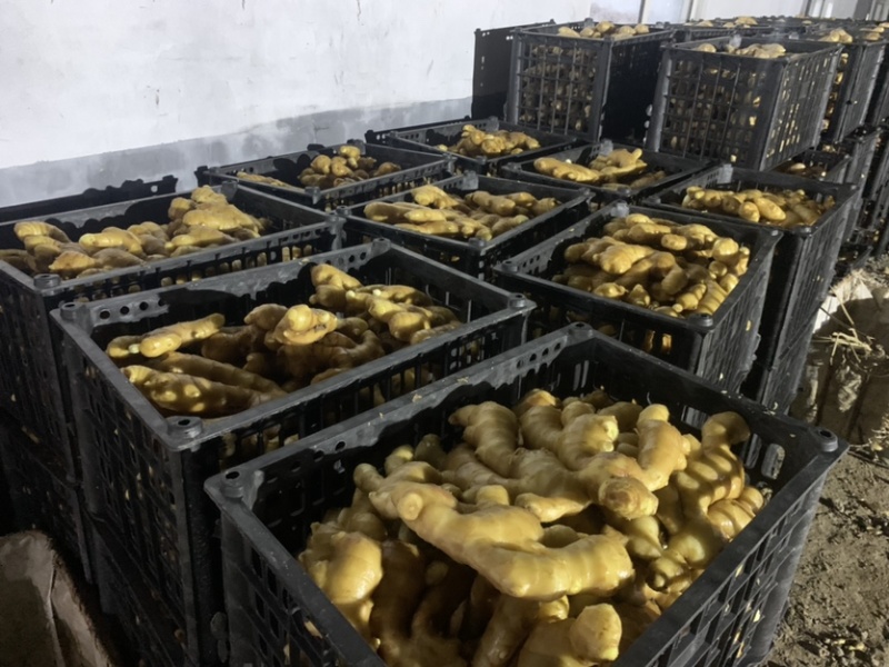 唐山顺盈姜业主营：土姜，水洗姜干姜！产区直供