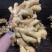 唐山顺盈姜业主营:土姜,水洗姜干姜!产区直供